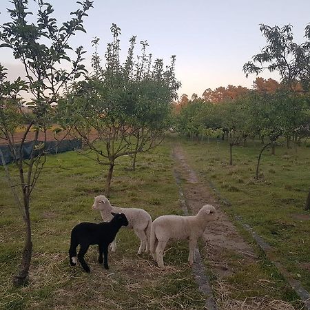 Quinta Da Lage Villa Barcelos Kültér fotó