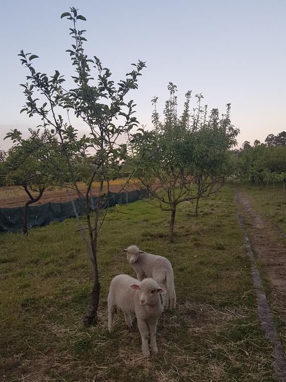 Quinta Da Lage Villa Barcelos Kültér fotó