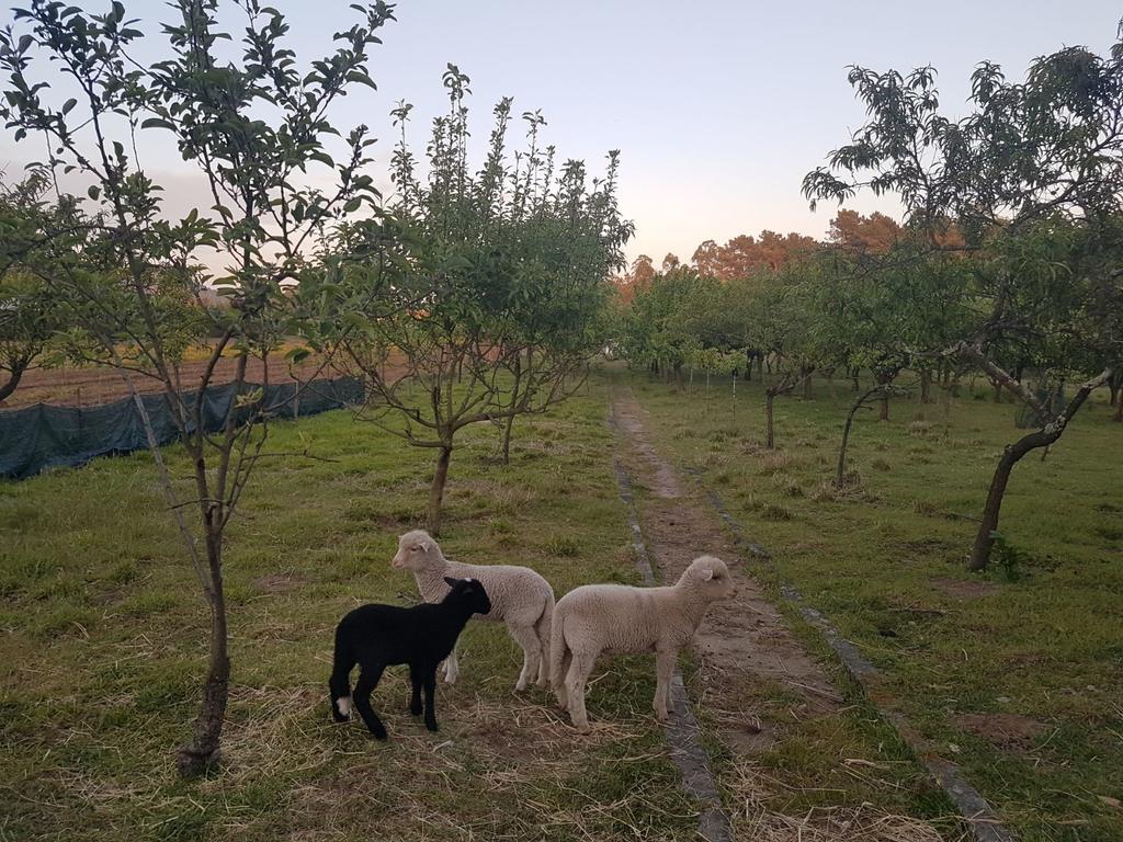 Quinta Da Lage Villa Barcelos Kültér fotó